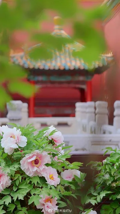Garden (花园)